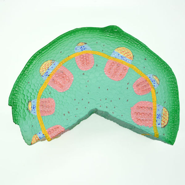 Модель «Стебель растения» Модель «Стебель растения»